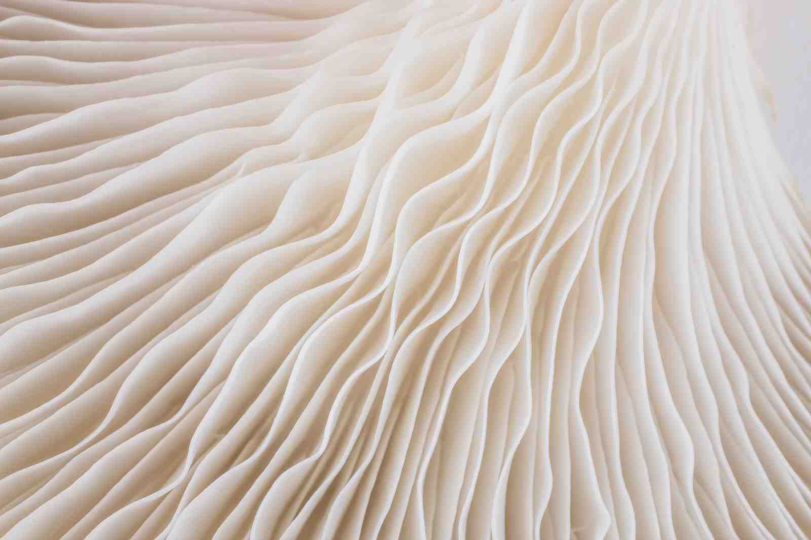 Nature's Art: Creamy Mushroom Gills Wall Art