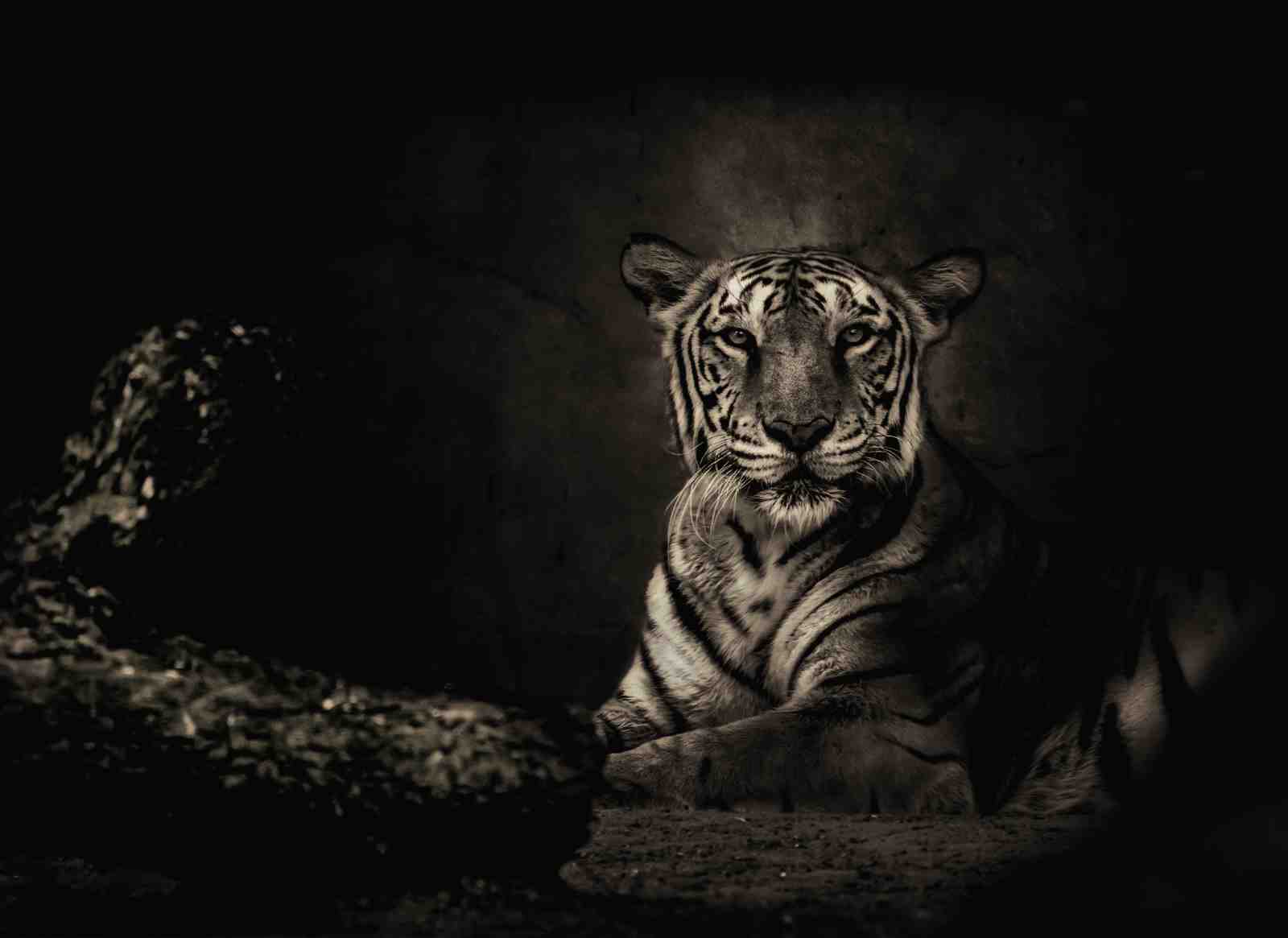 Majestic Tiger Portrait Wall Art