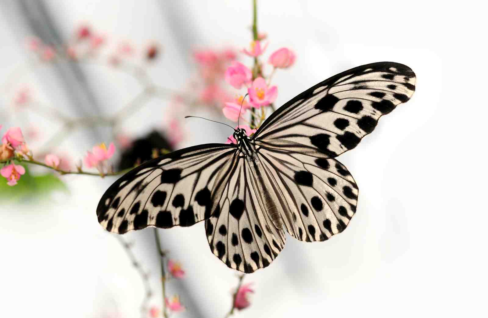 Elegant Butterfly Bloom Wall Art