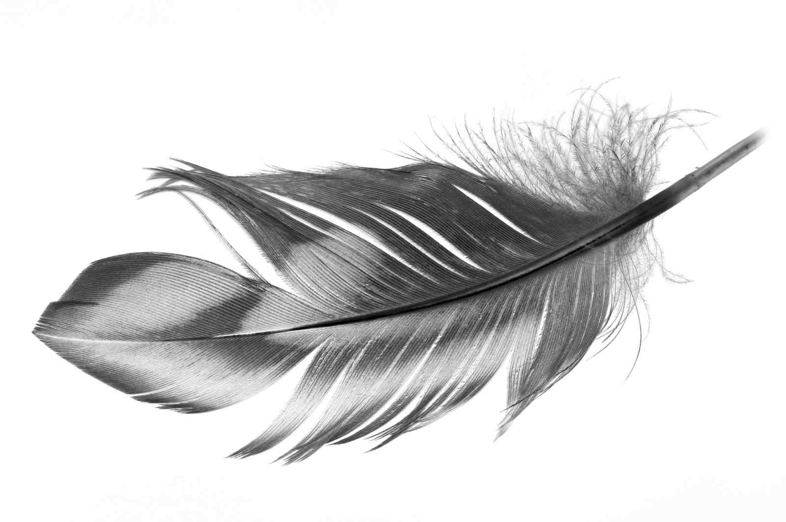 Elegant Feather Close-Up Black & White Wall Art