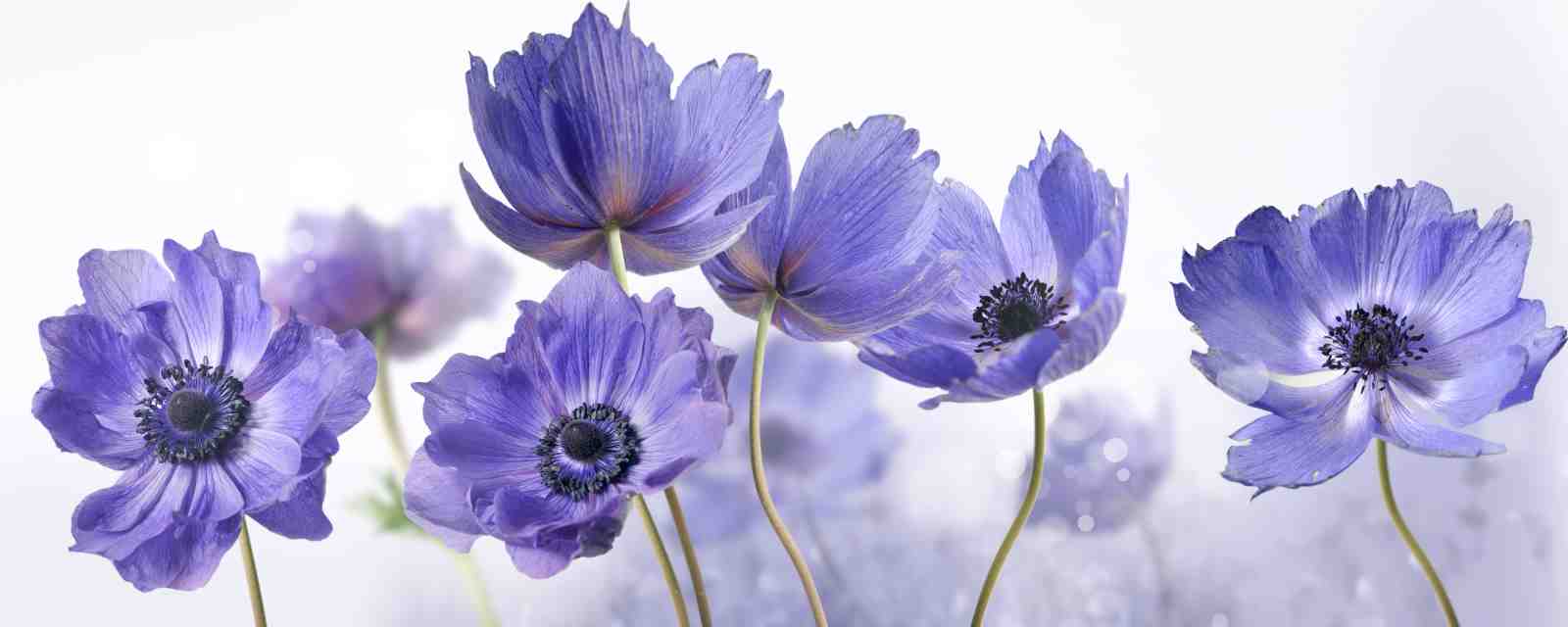 Elegant Lavender Anemone Floral Wall Art