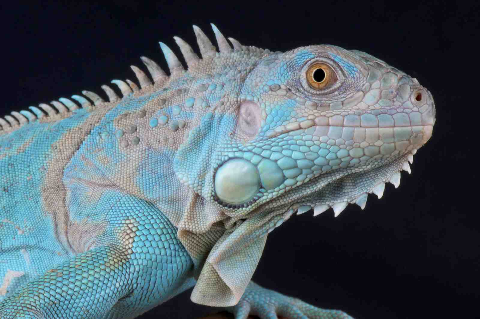 Vibrant Blue Iguana Close-Up Wall Art