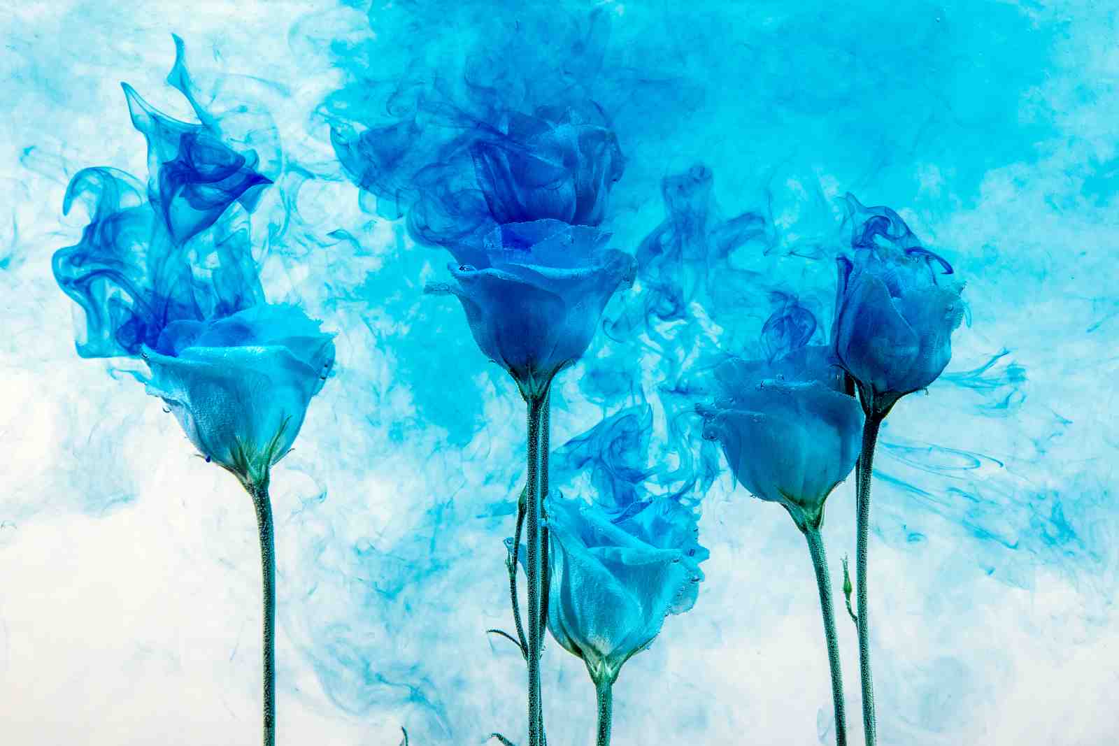 Enchanting Blue Roses Ink Splash Wall Art
