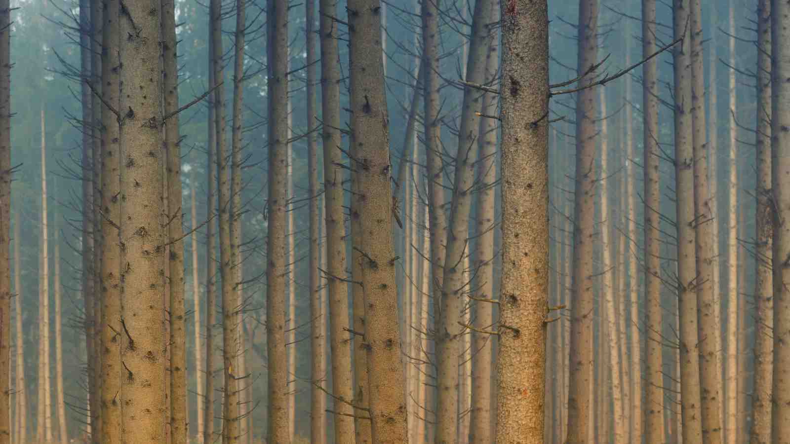 Misty Forest Tree Trunks Wall Art