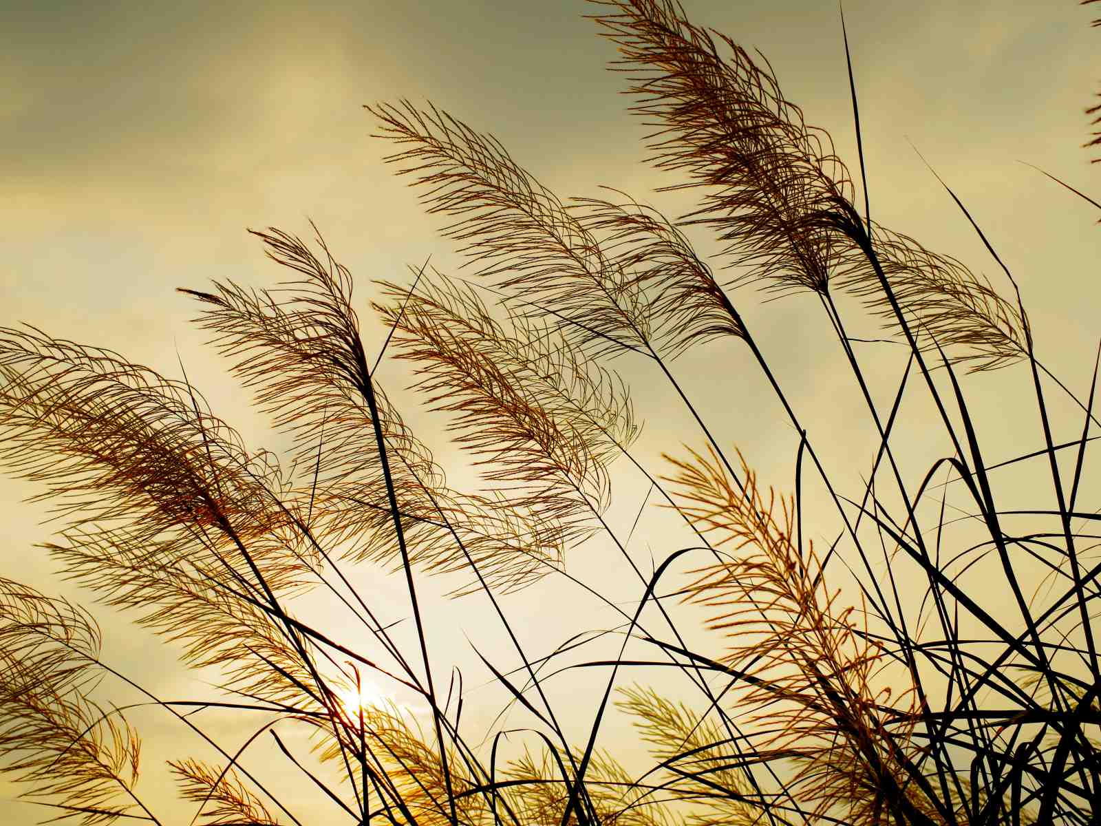 Golden Reeds Serenity Wall Art