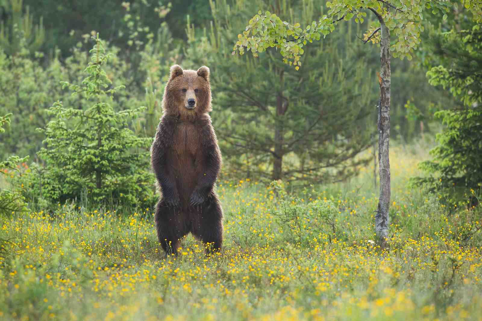 Majestic Brown Bear in Meadow Wall Art