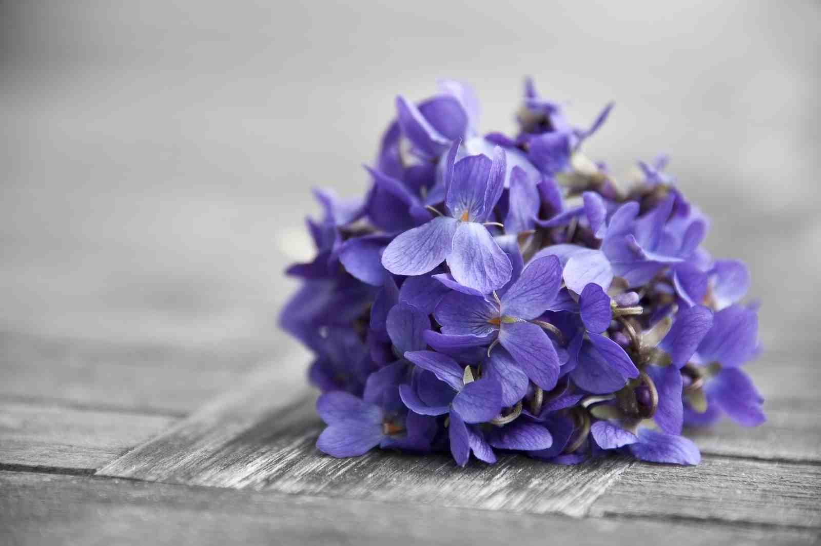 Serene Violet Blooms Rustic Wooden Wall Art