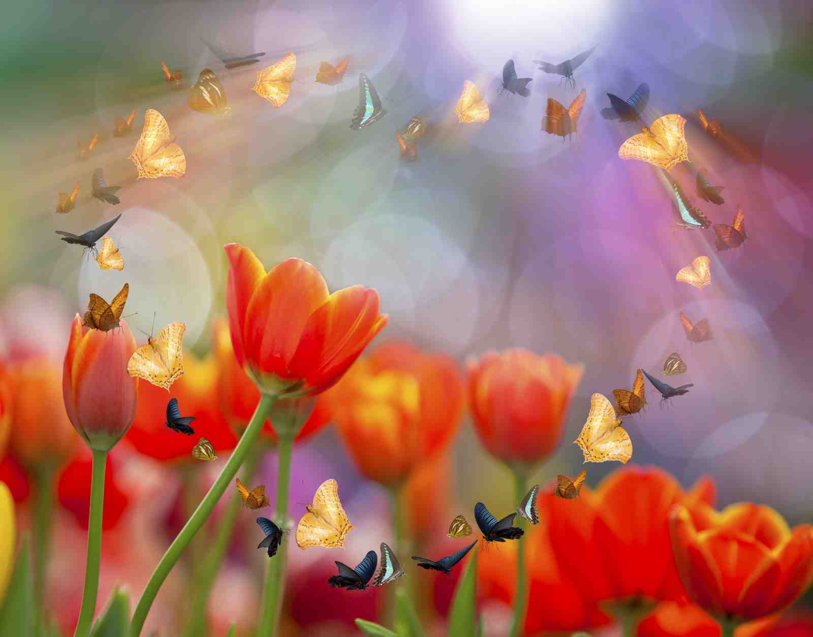 Vibrant Butterfly Tulip Garden Wall Art
