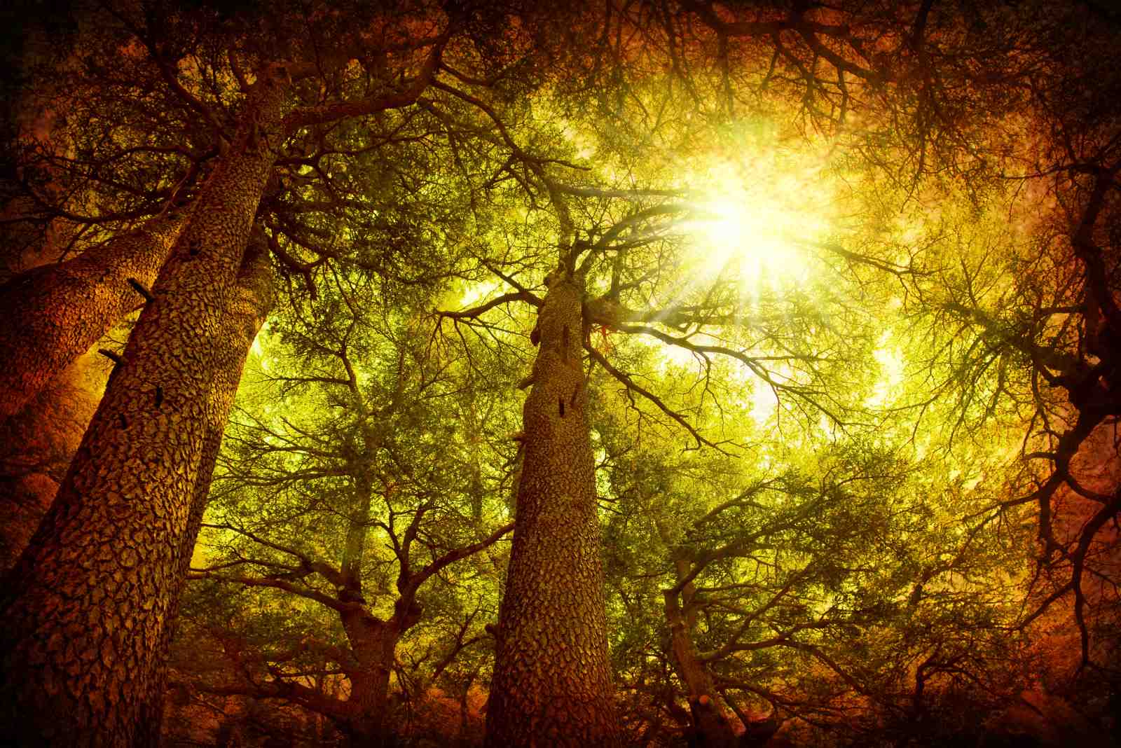 Sun-Drenched Forest Canopy Wall Art