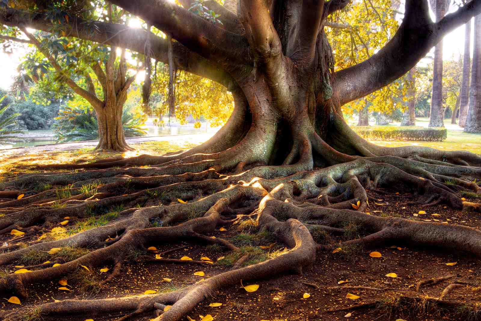 Majestic Tree Roots Wall Art for Nature Lovers