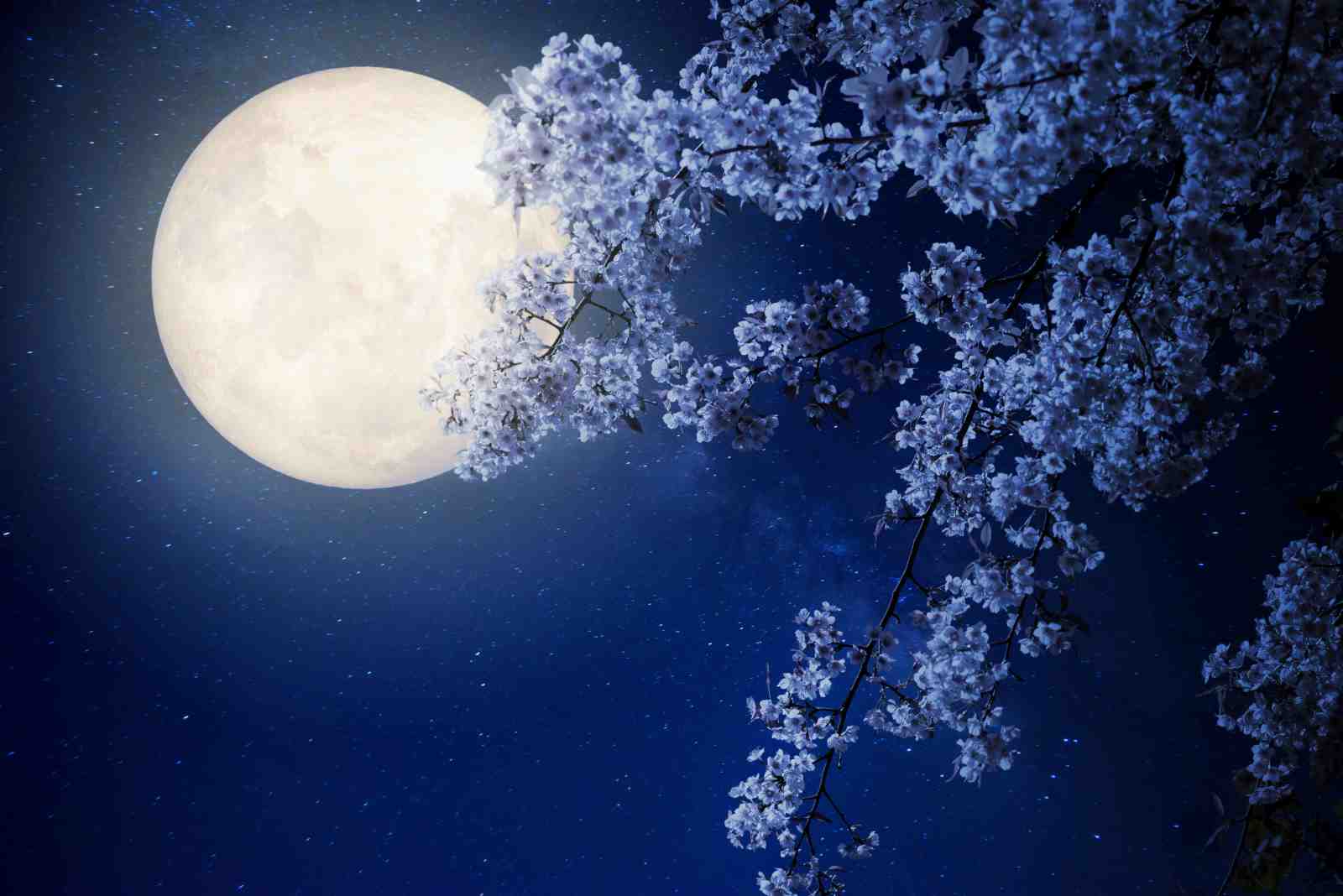 Enchanting Moonlit Cherry Blossom Wall Art