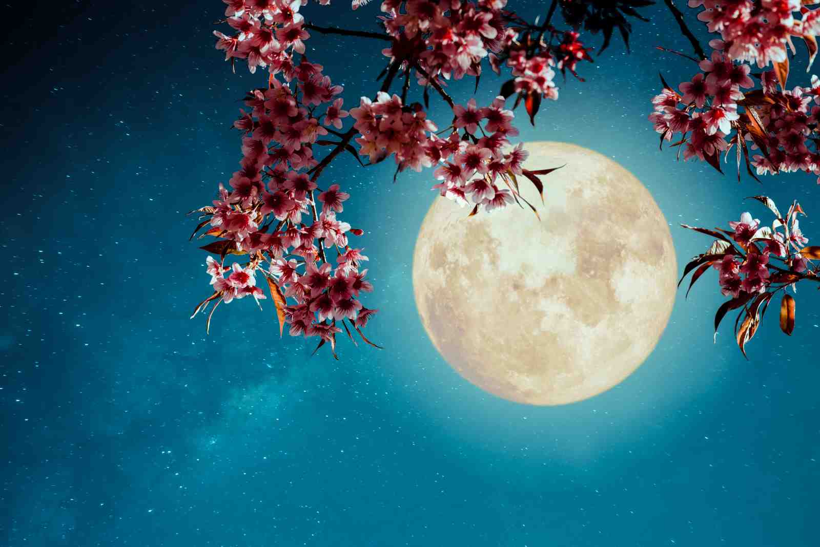 Serene Moonlit Cherry Blossoms Wall Art