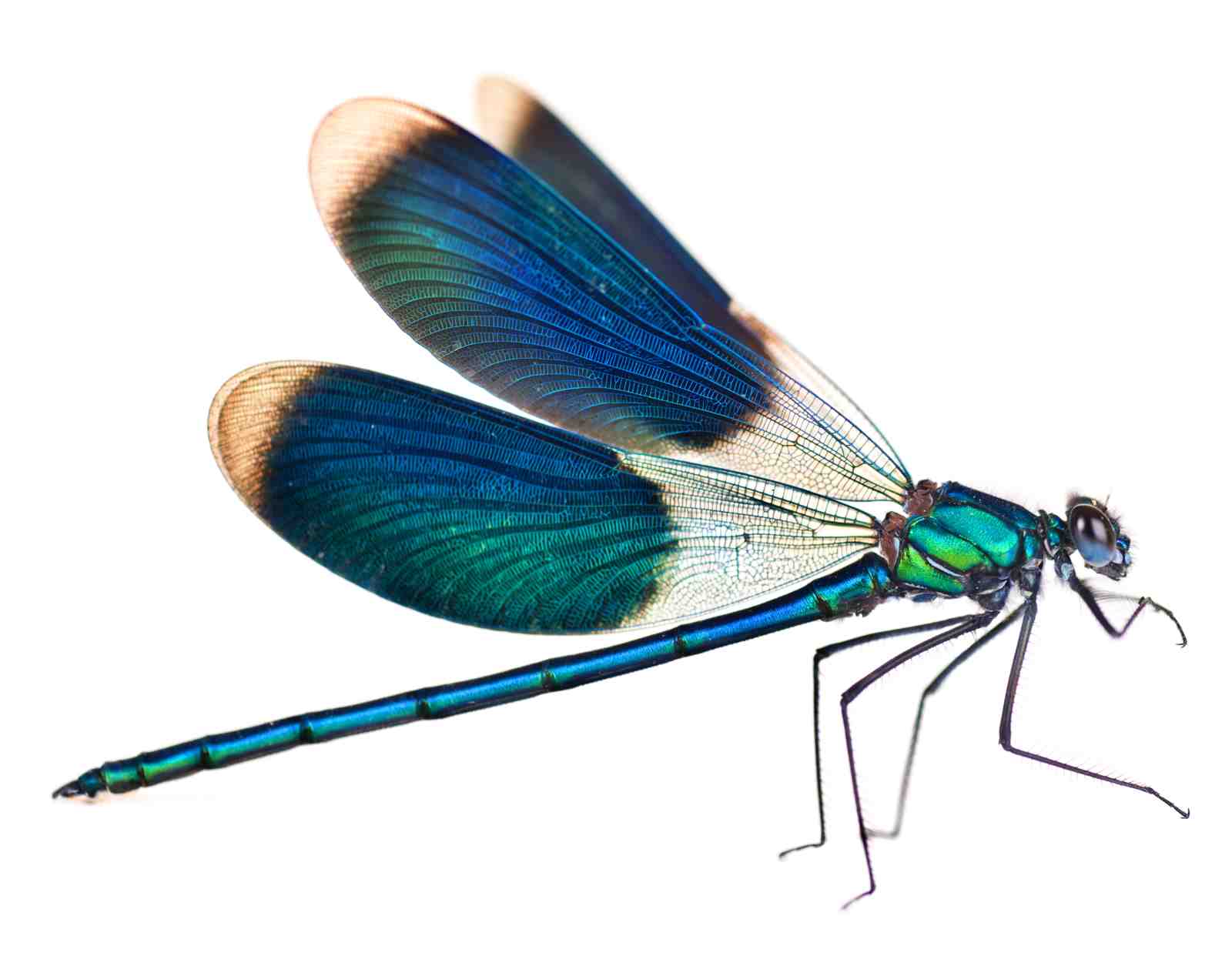 Vibrant Blue Dragonfly Nature Wall Art