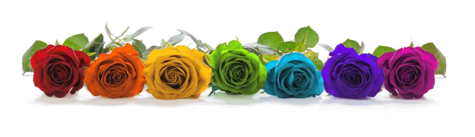Vibrant Rainbow Rose Floral Wall Art
