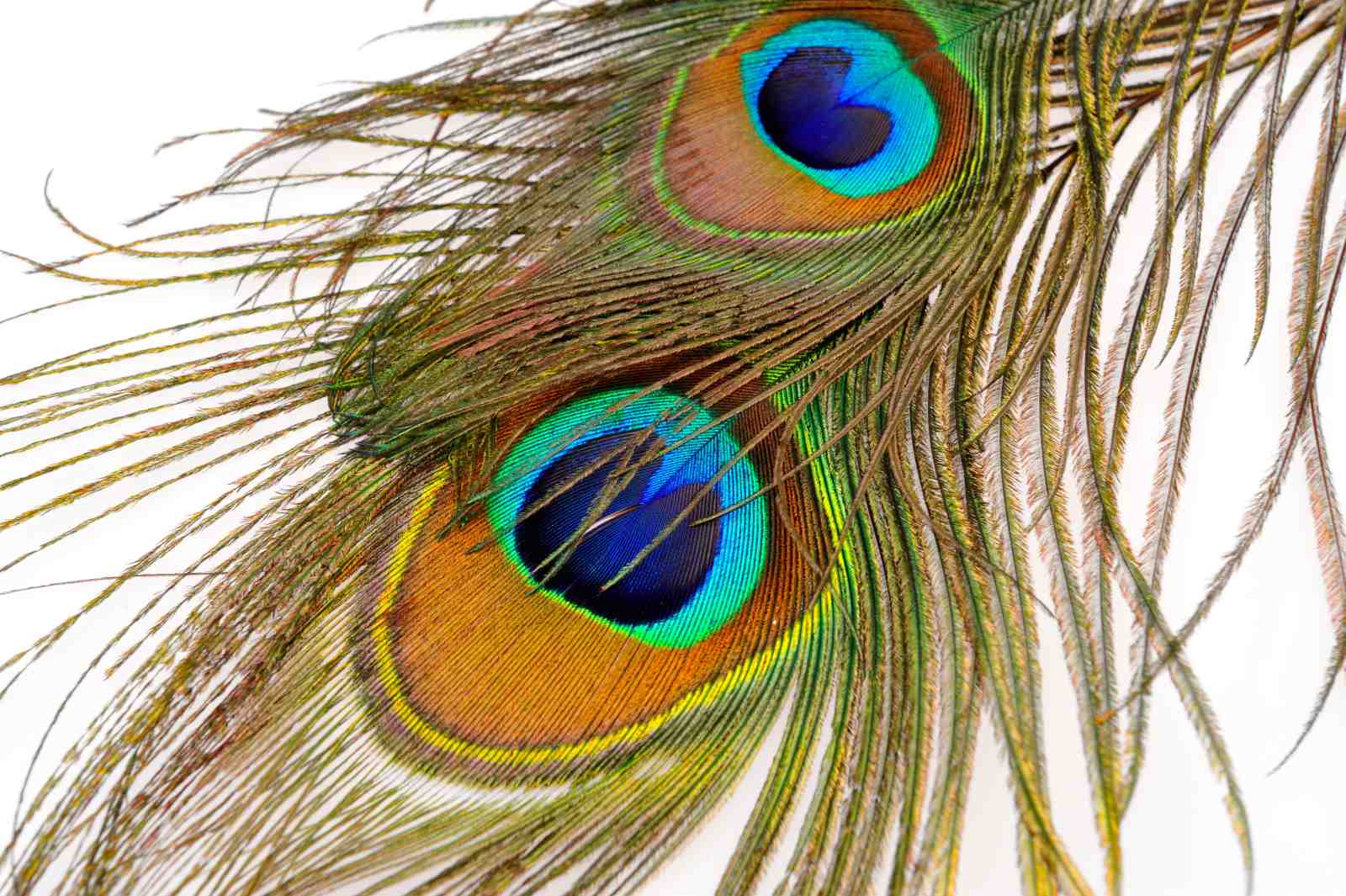 Vibrant Peacock Feather Wall Art Art