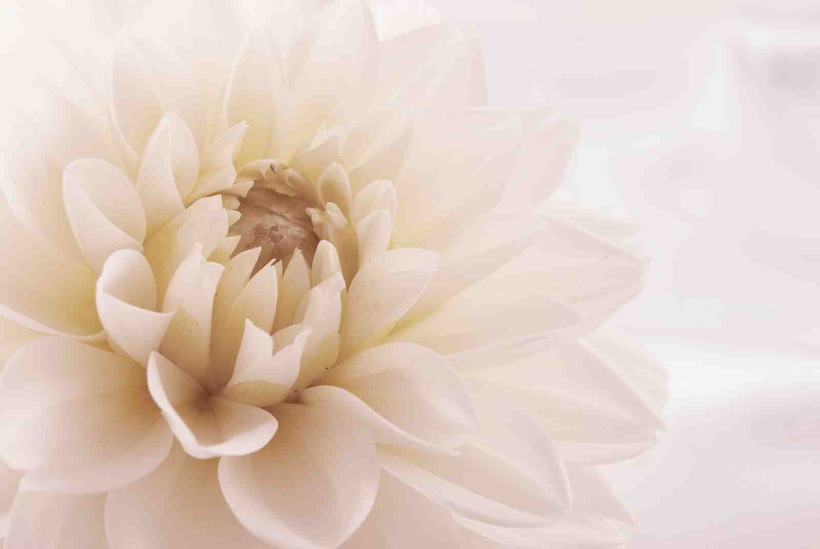 Soft Ivory Dahlia Bloom Wall Art