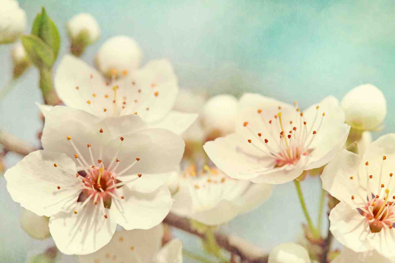 Serene Blossom Spring Floral Wall Art