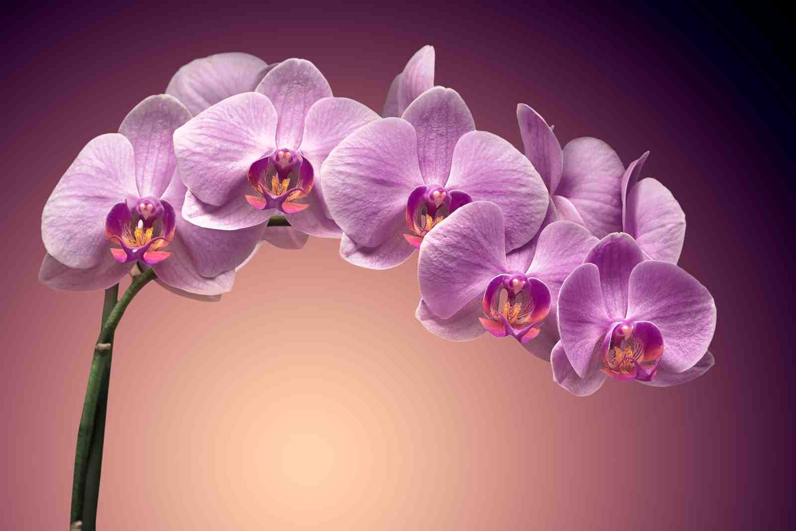 Elegant Purple Orchid Blooms Wall Art