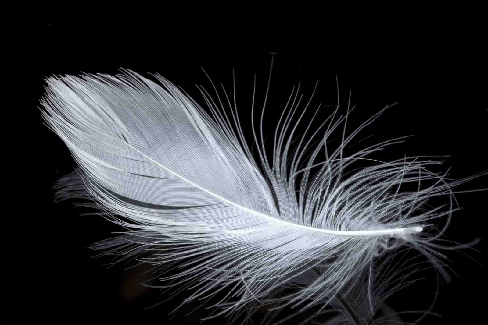 Elegant White Feather Black Background Wall Art