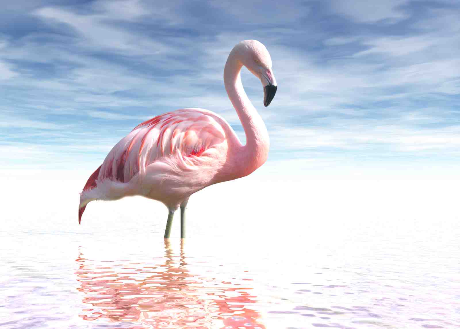 Elegant Pink Flamingo Serene Nature Wall Art