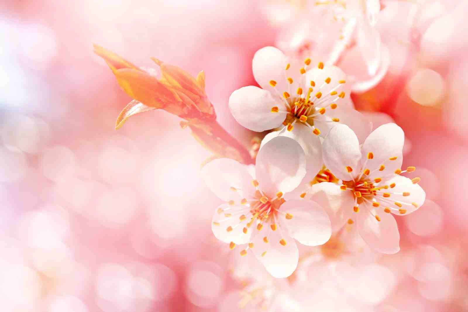 Soft Blossom Cherry Branch Wall Art