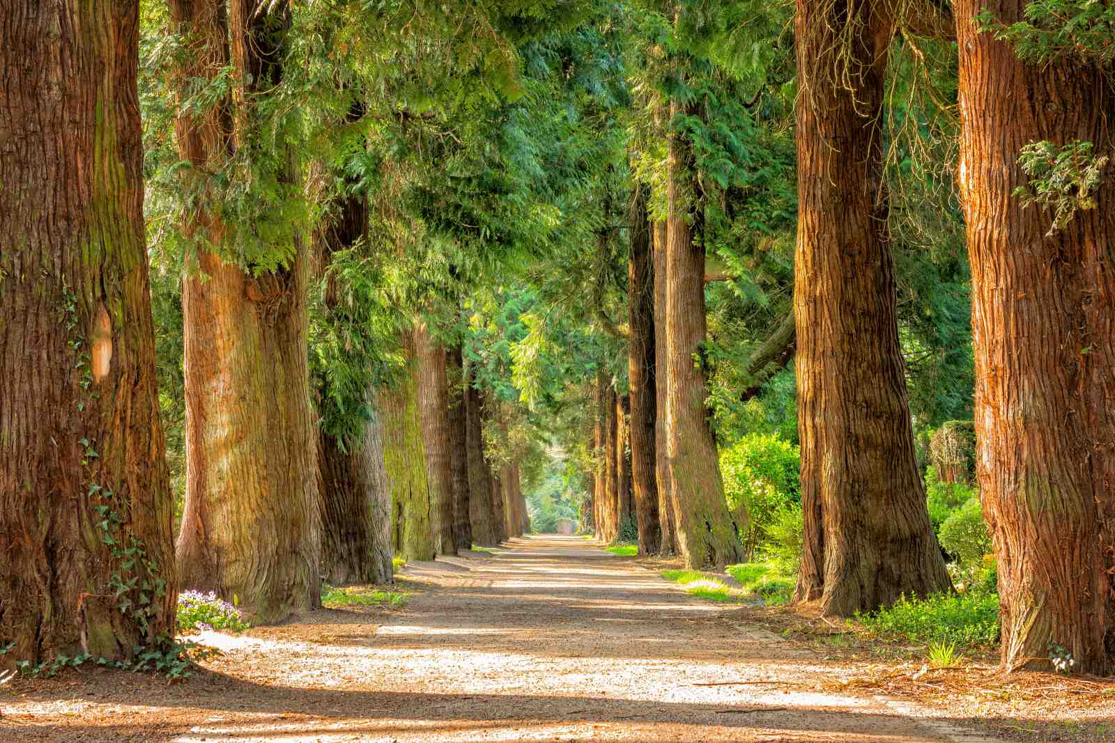 Lush Forest Path Wall Art - Nature Wall Art