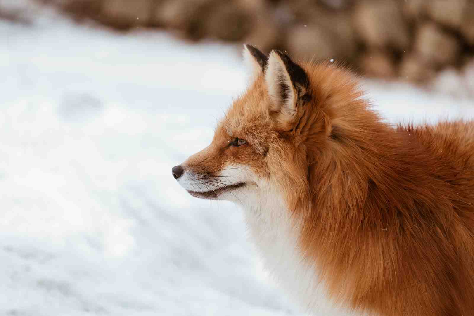 Majestic Fox in Snow Wall Art
