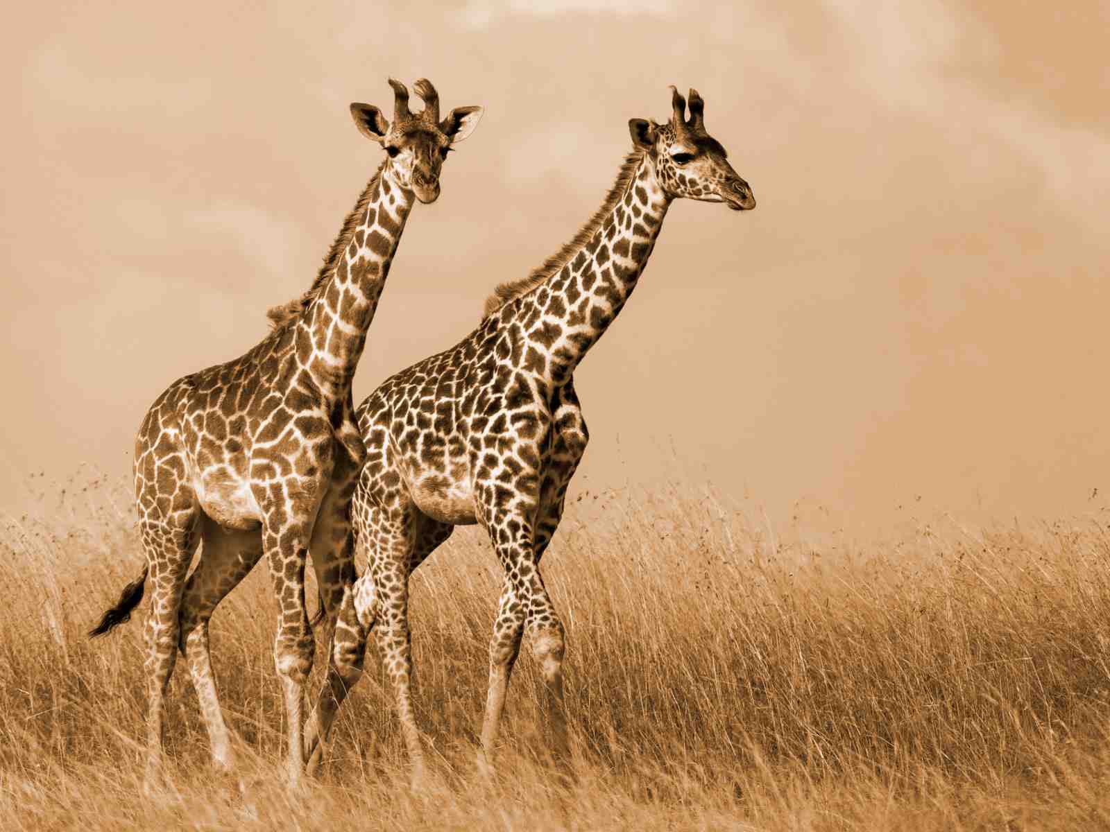 Serene Giraffe Pair African Savannah Wall Art