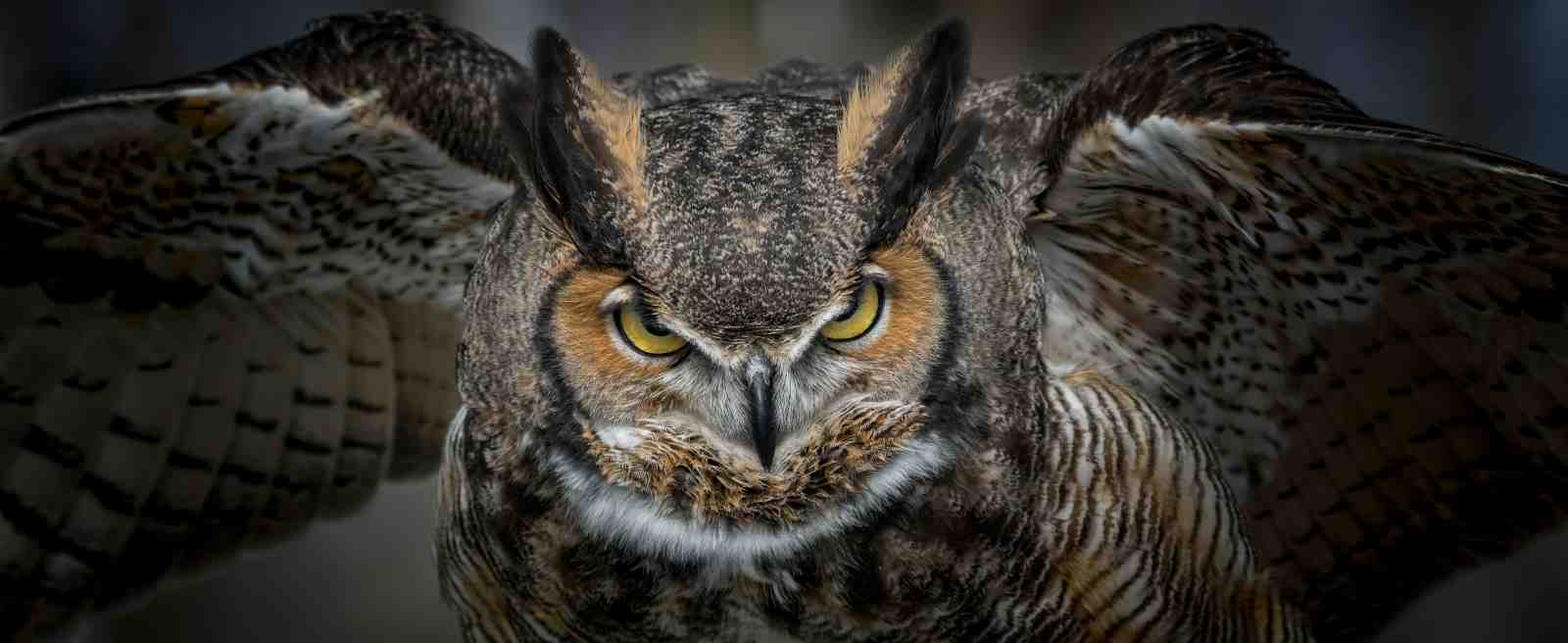 Majestic Owl Wildlife Wall Art