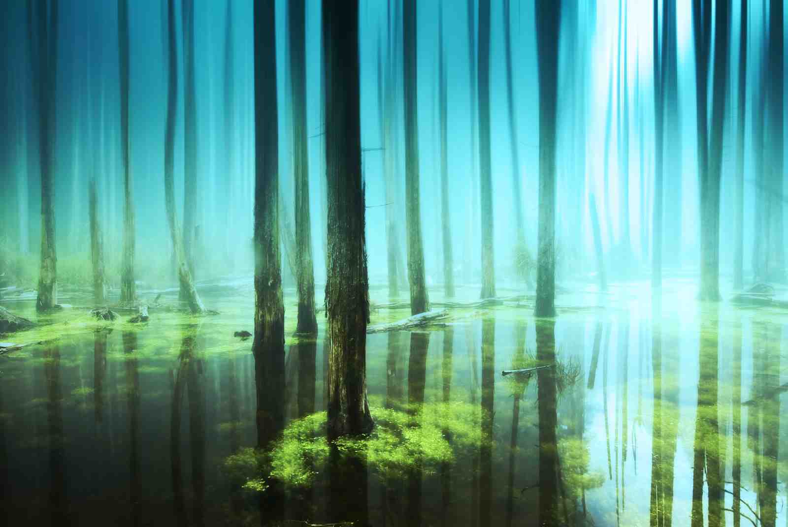 Misty Forest Serenity Wall Art