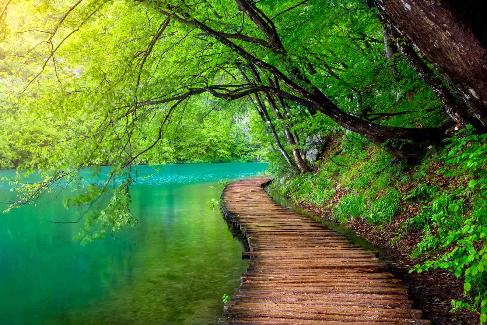 Tranquil Forest Lake Wooden Walkway Wall Art