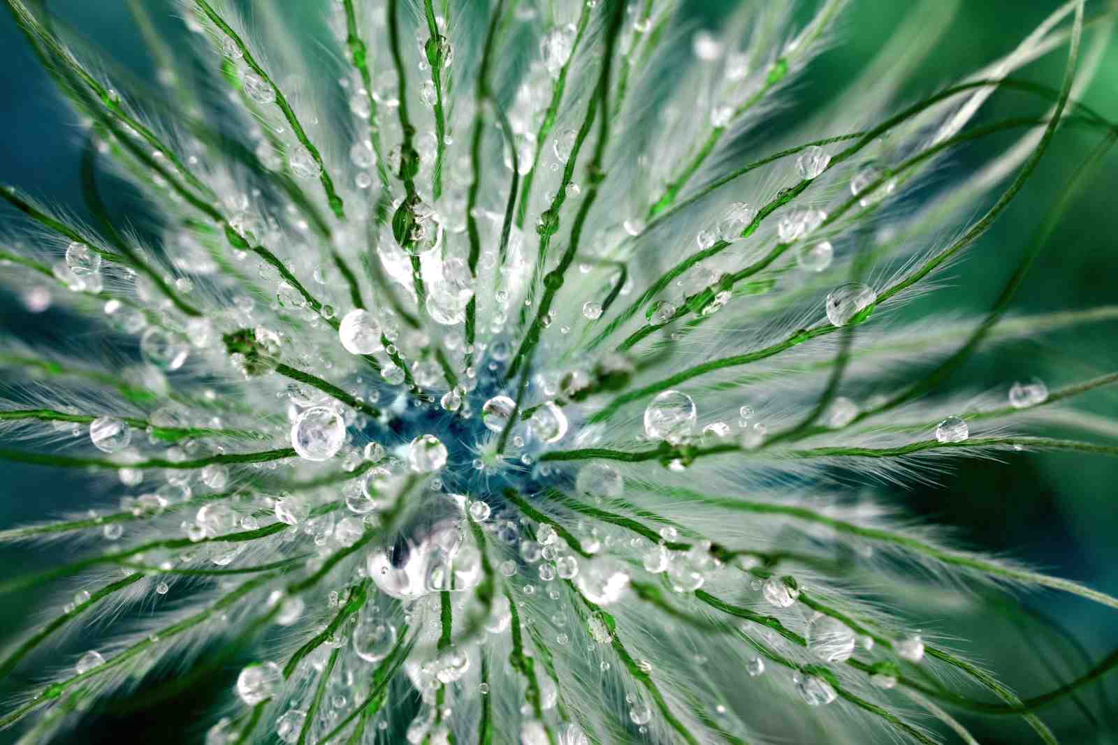 Dewdrop Serenity Macro Photography Wall Art