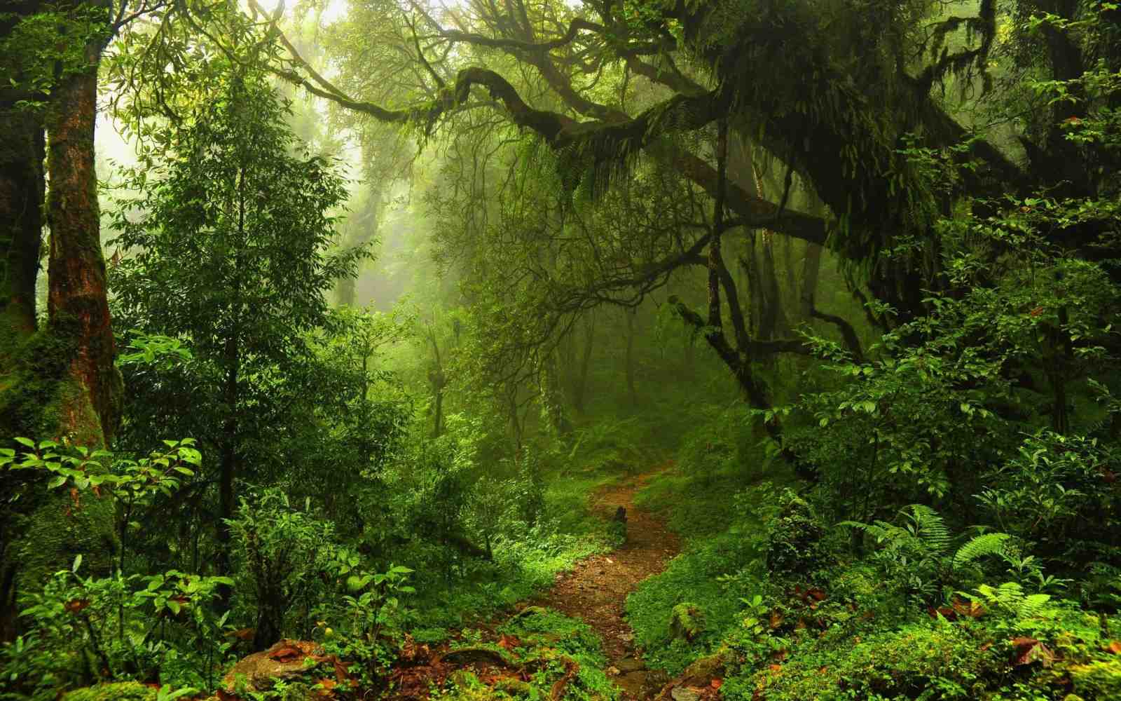 Misty Jungle Path Wall Art
