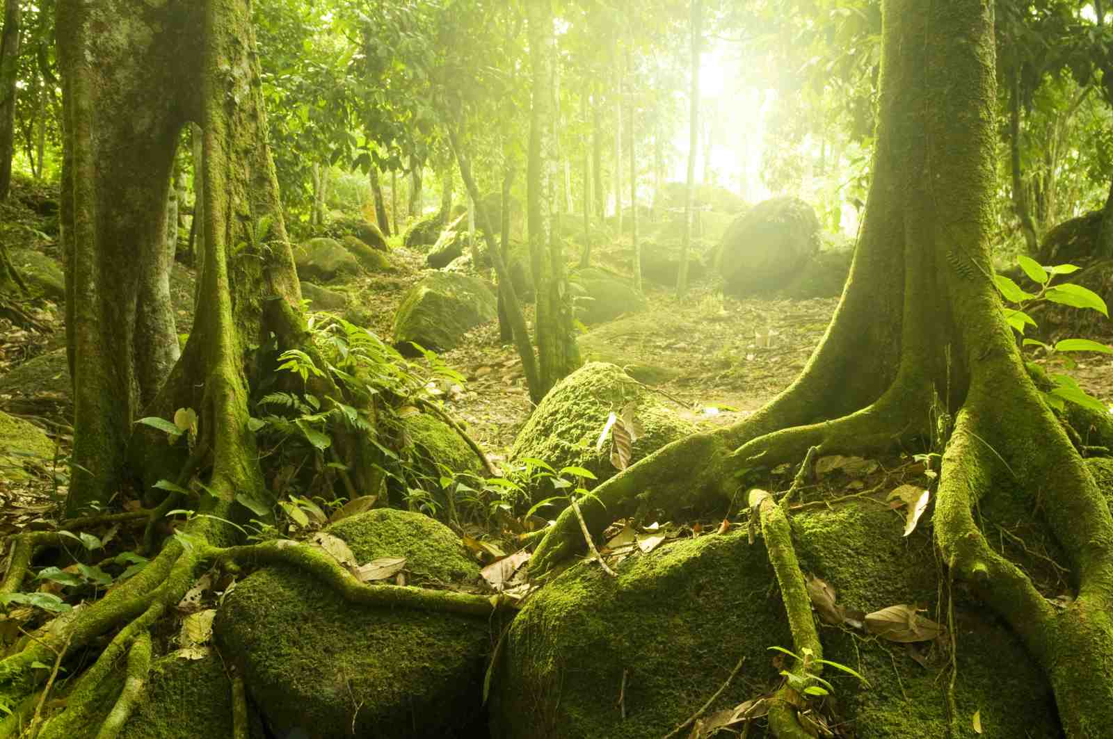 Enchanting Forest Roots Wall Art