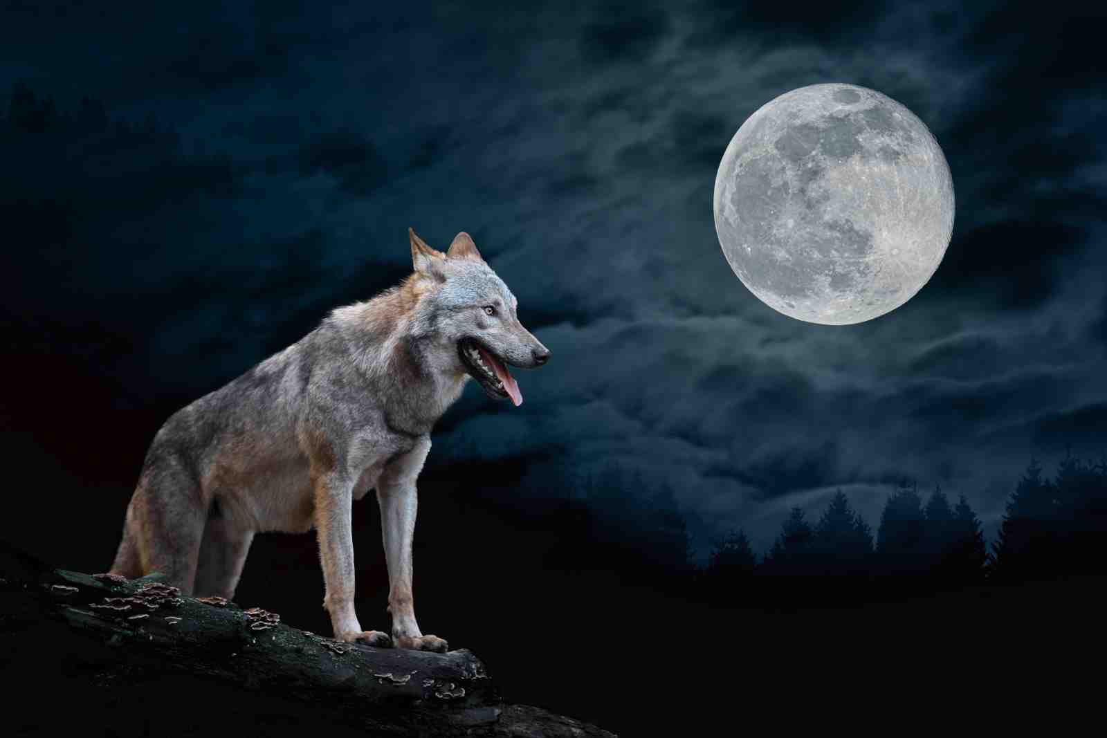 Majestic Wolf Moonlit Howl Wall Art