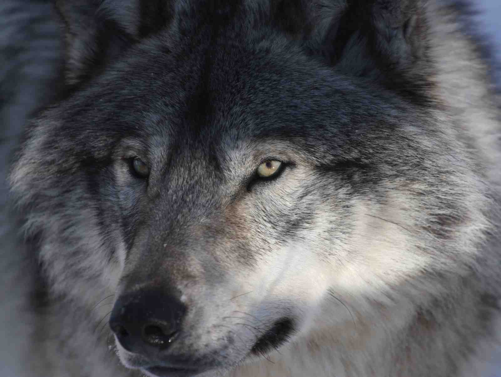 Majestic Wolf Close-Up Wall Art