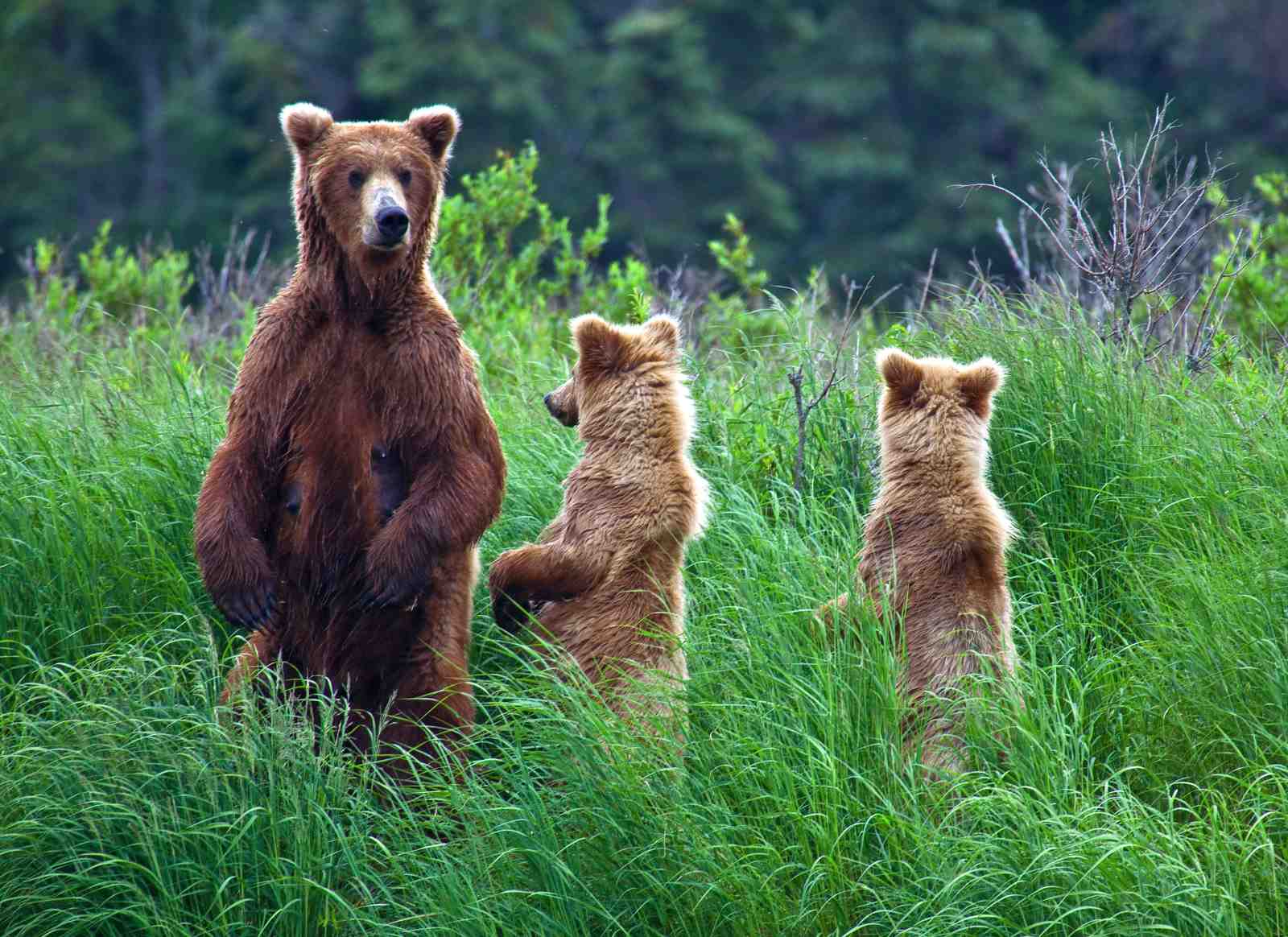 Majestic Bears Standing Tall Wall Art