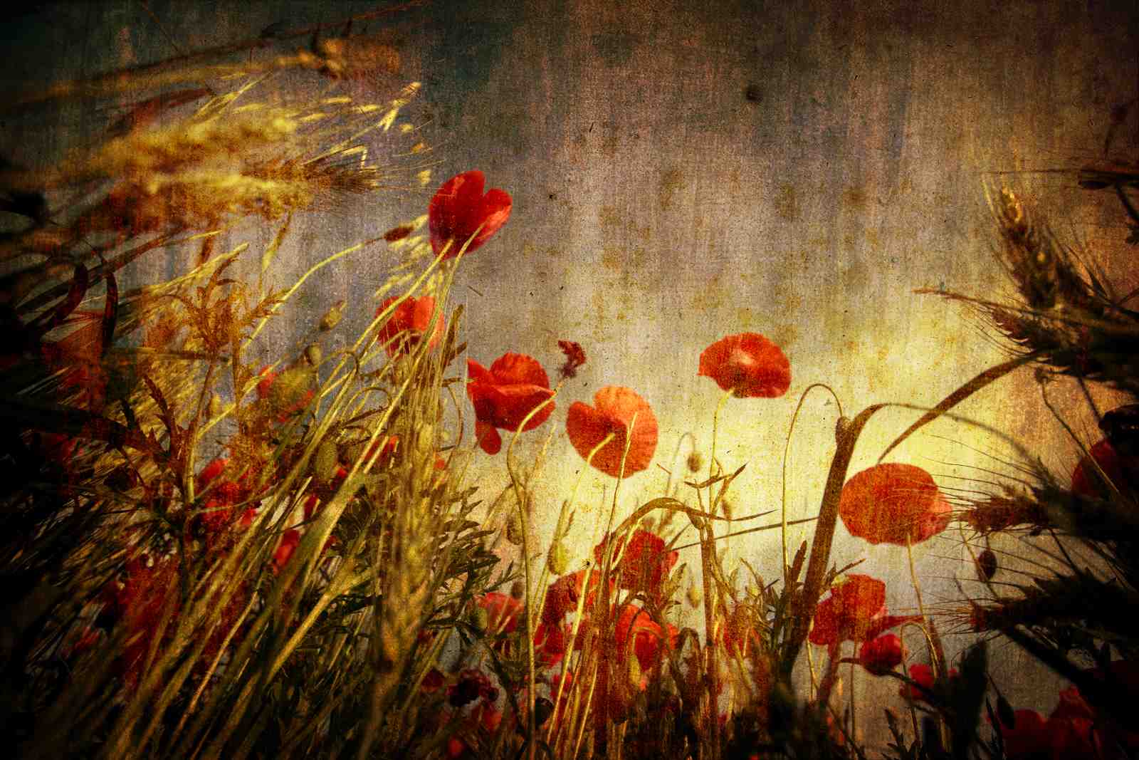 Vintage Red Poppies & Wheat Field Wall Art