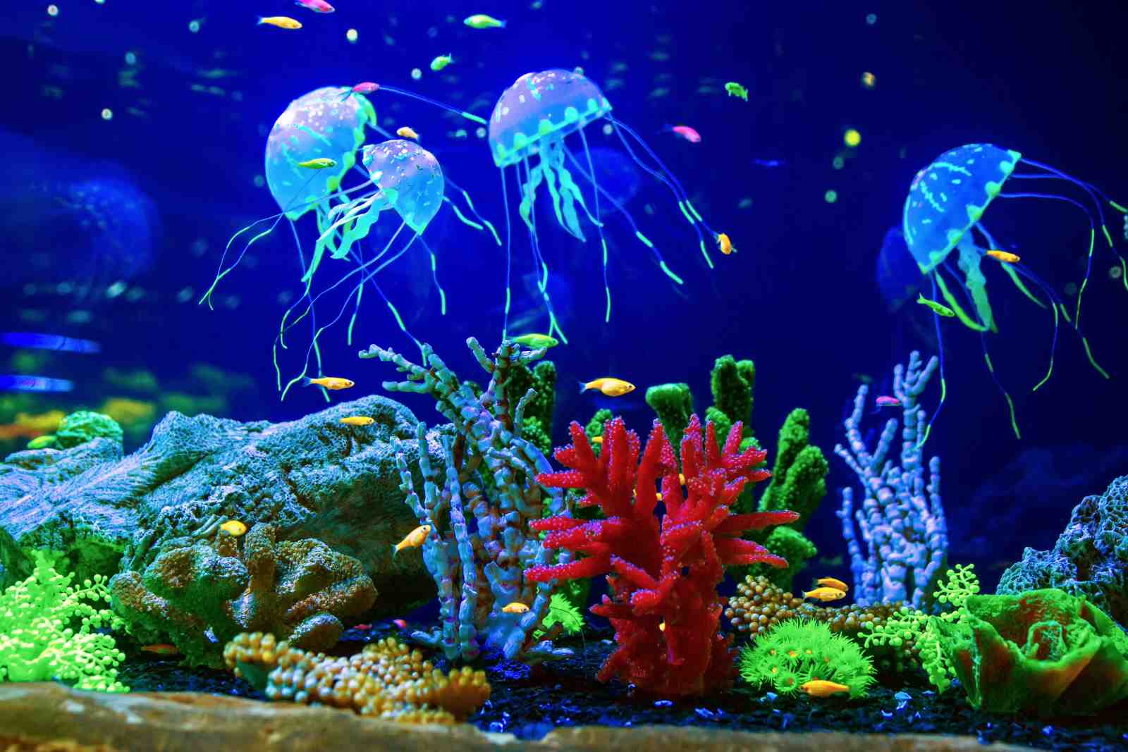 Vibrant Jellyfish & Coral Reef Wall Art