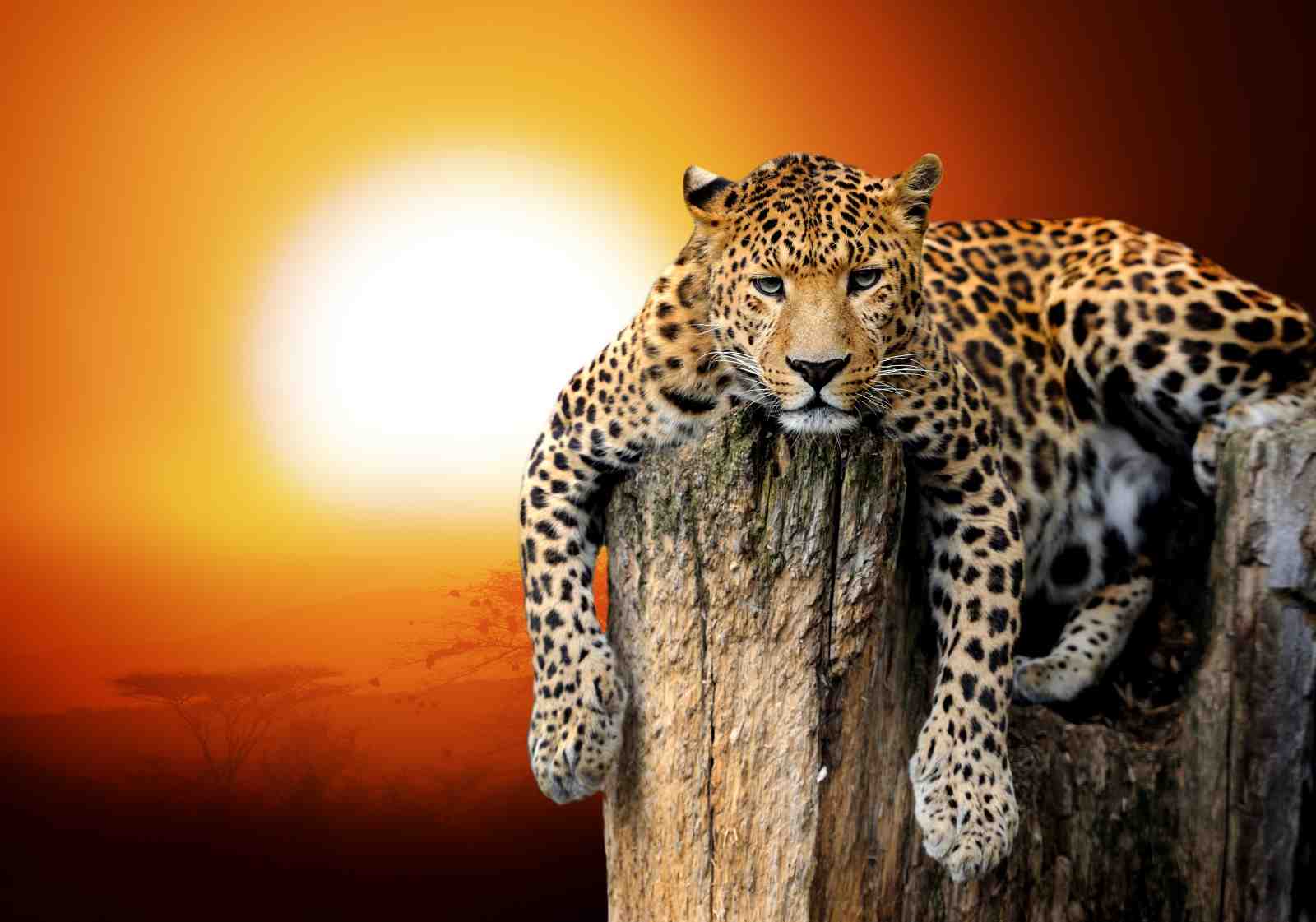 Majestic Leopard Sunset Wildlife Wall Art