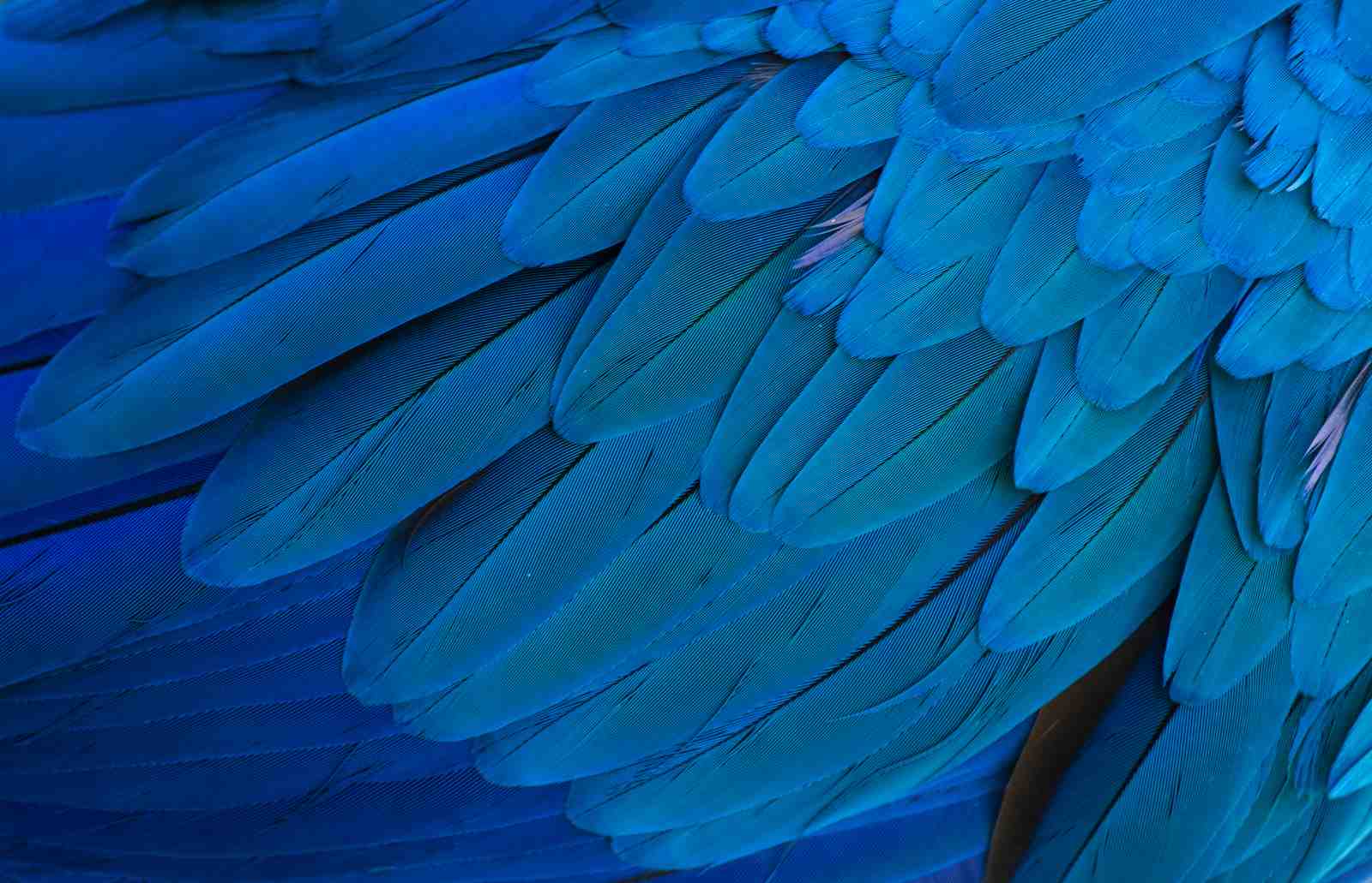 Vibrant Blue Macaw Feathers Wall Art