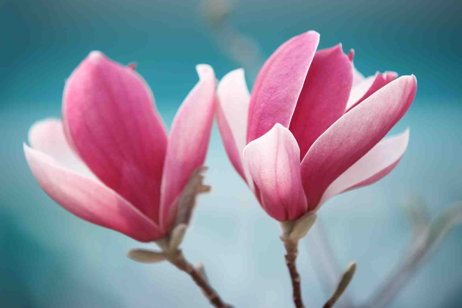 Serene Pink Magnolia Bloom Wall Art