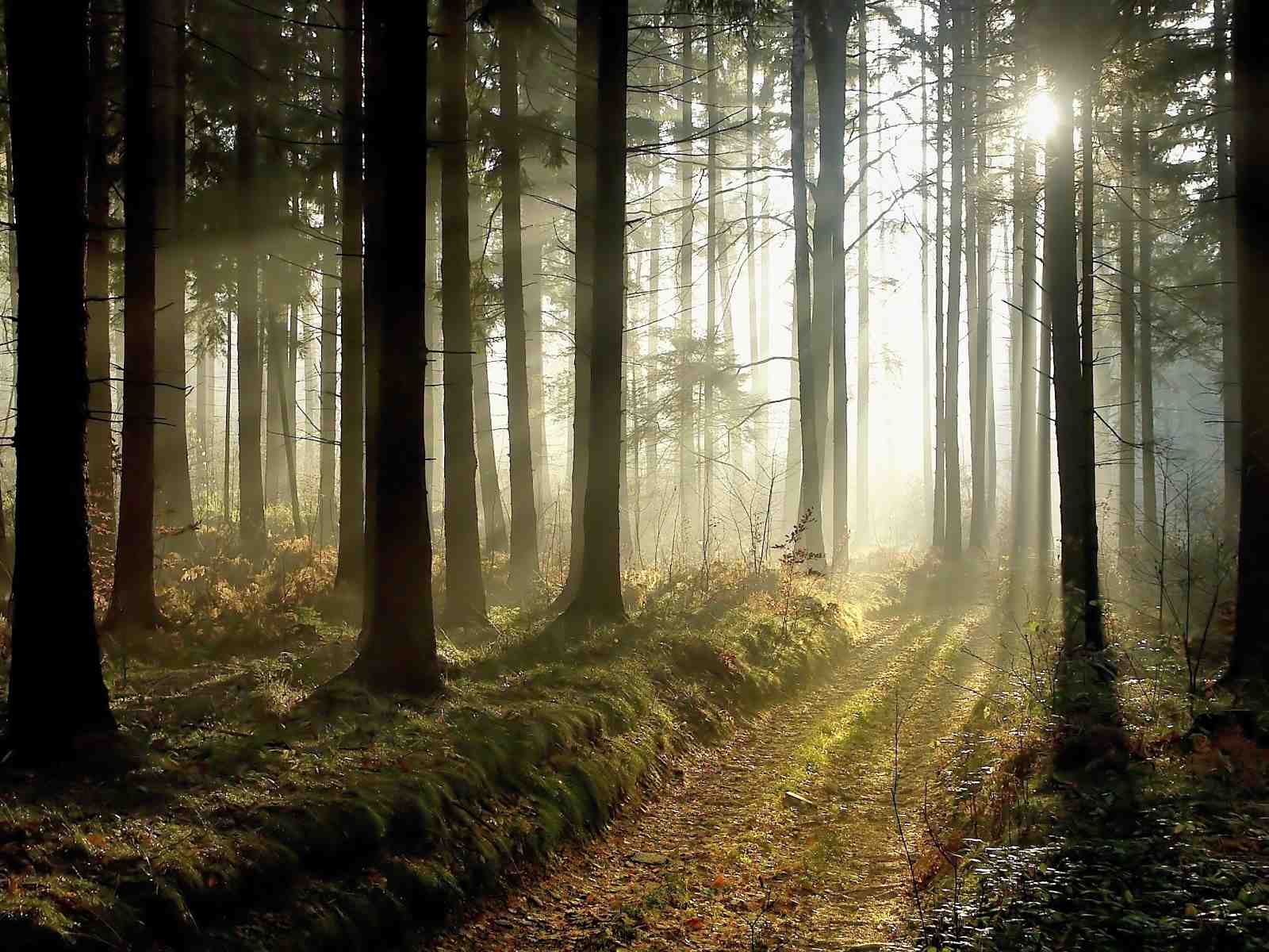 Misty Forest Path Sunlight Wall Art