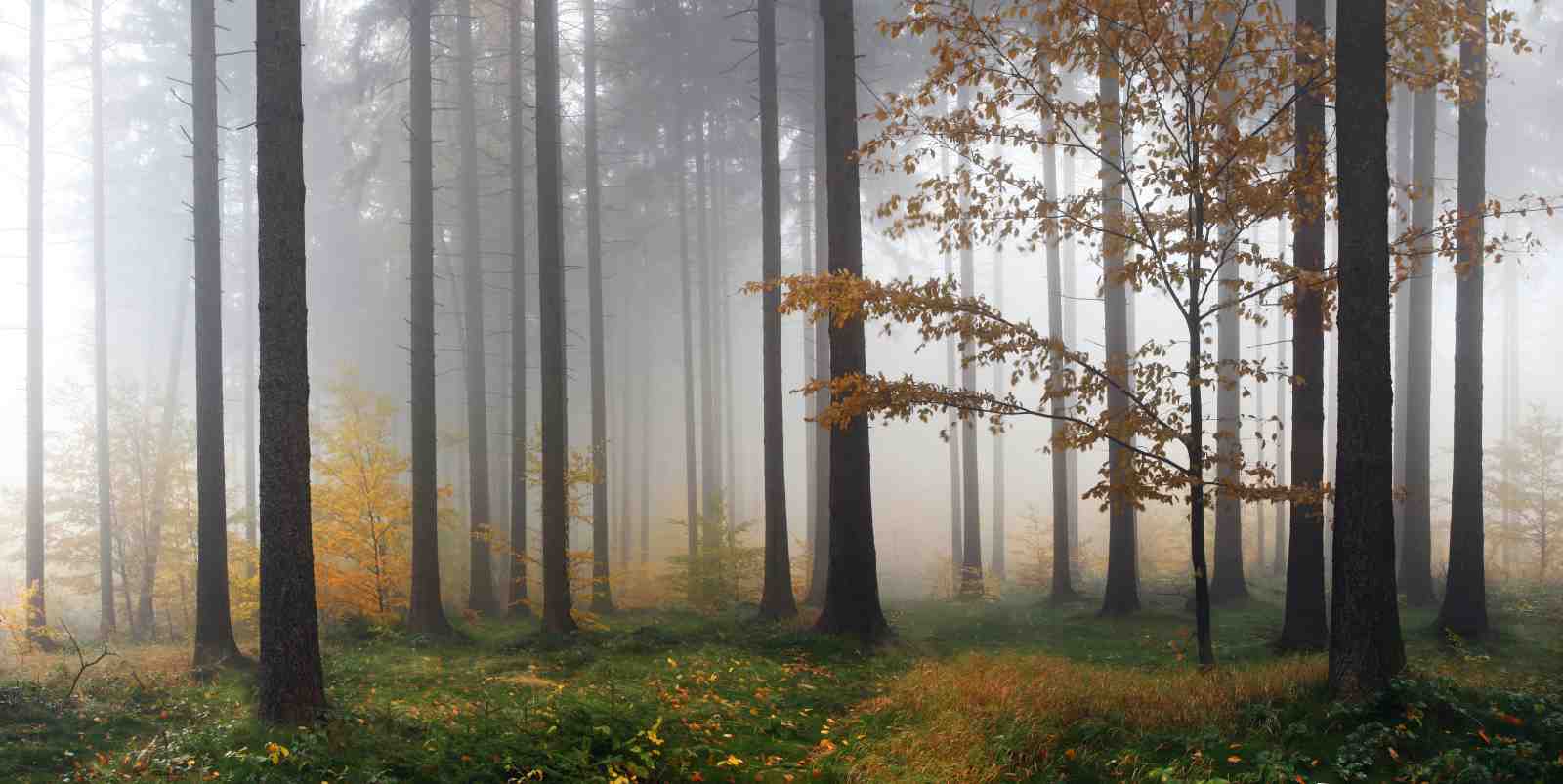 Misty Autumn Forest Trees Wall Art