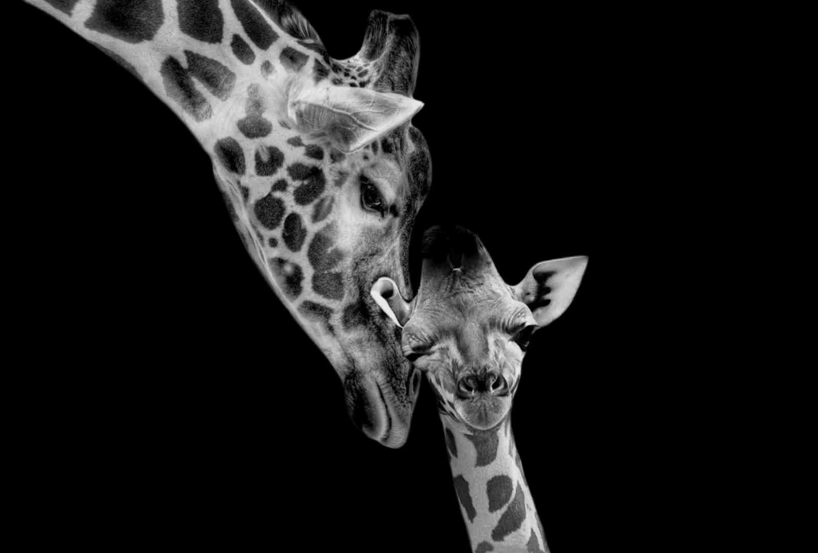 Adorable Giraffe Mother & Baby Black & White Wall Art