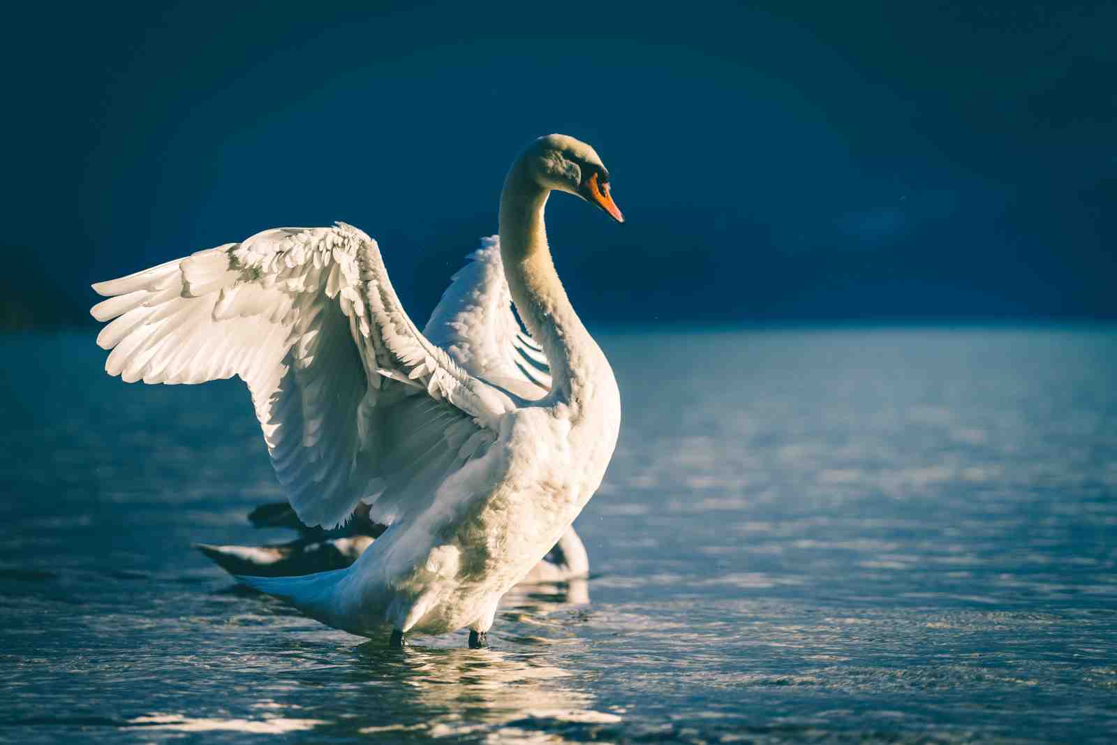 Majestic Swan Wing Spread Wall Art