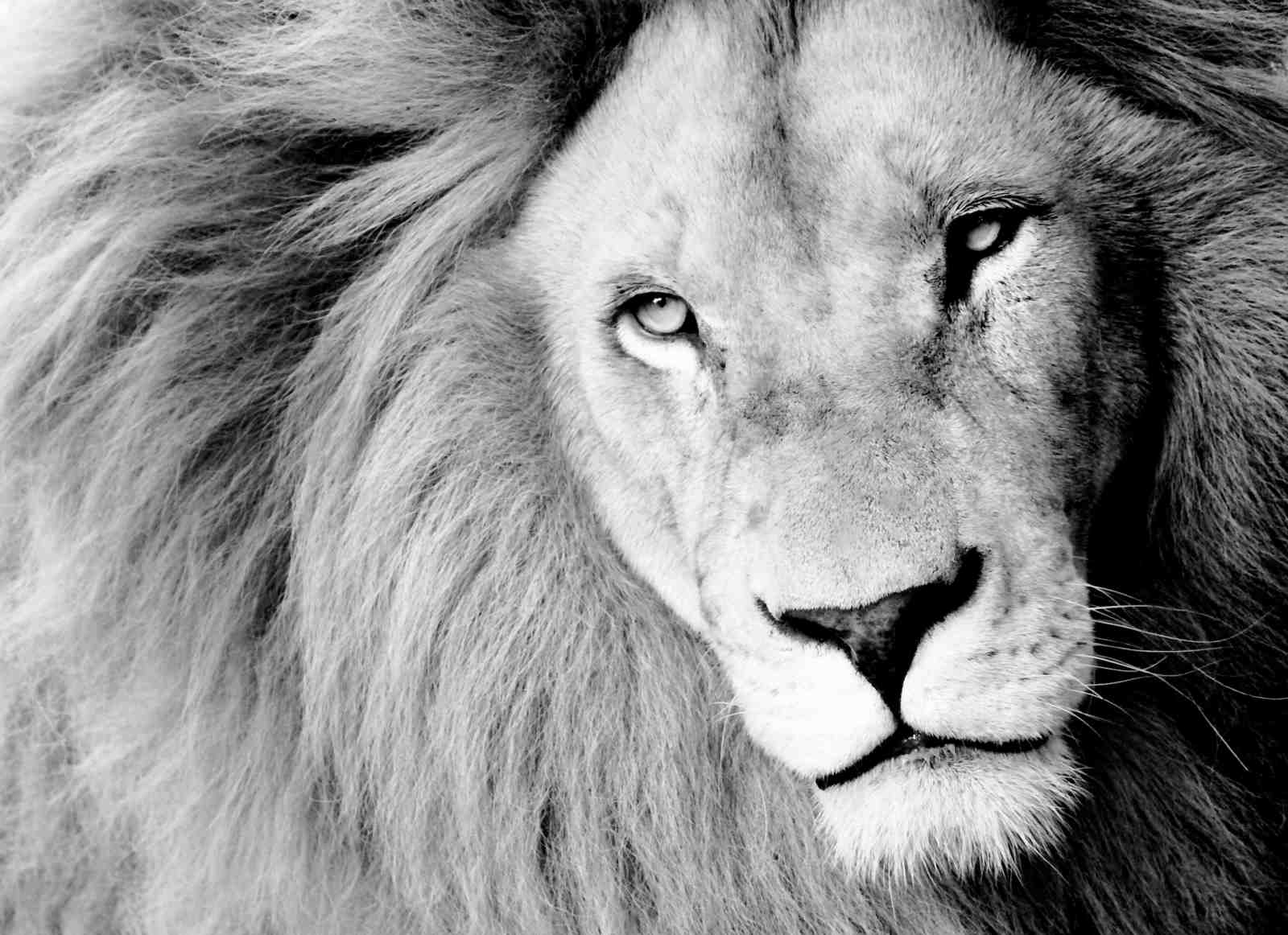 Majestic Lion B&W Portrait Wall Art