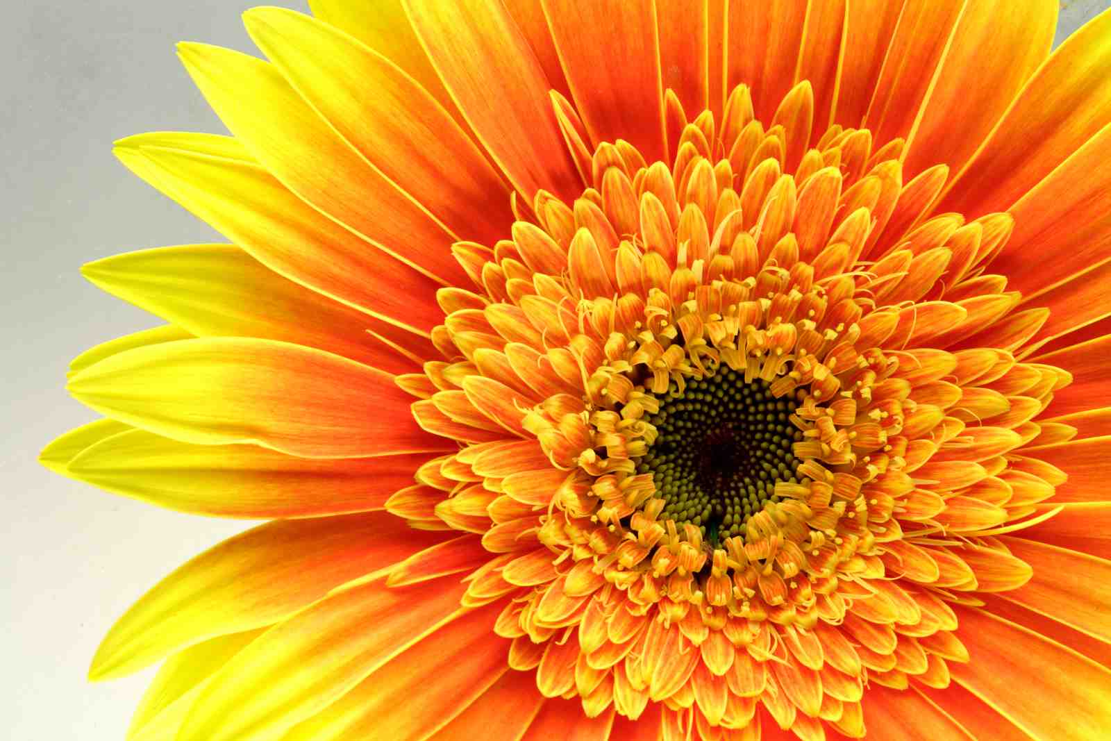 Vibrant Gerbera Daisy Floral Wall Art