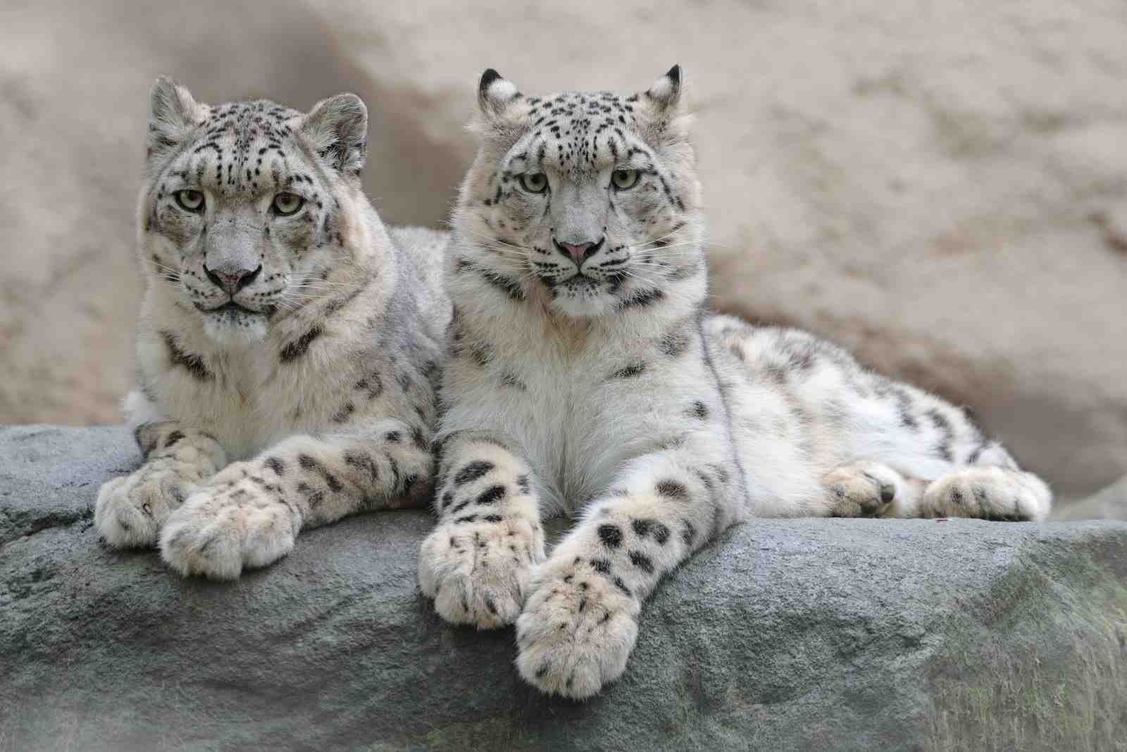 Majestic Snow Leopard Pair Wall Art