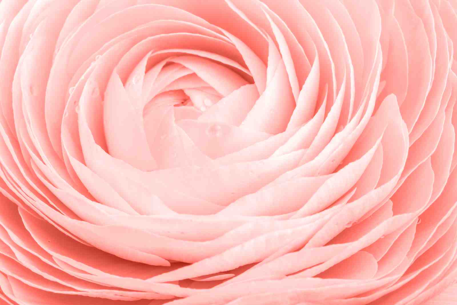 Soft Pink Ranunculus Floral Wall Art